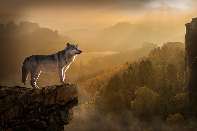 vlk na vrcholu hory