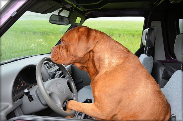 pes řidič